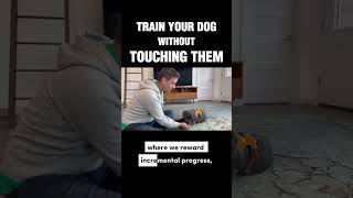 Train Your Dog Without Touching Them #dogtraining #puppytraining #positivereinforcement #ilovemydog