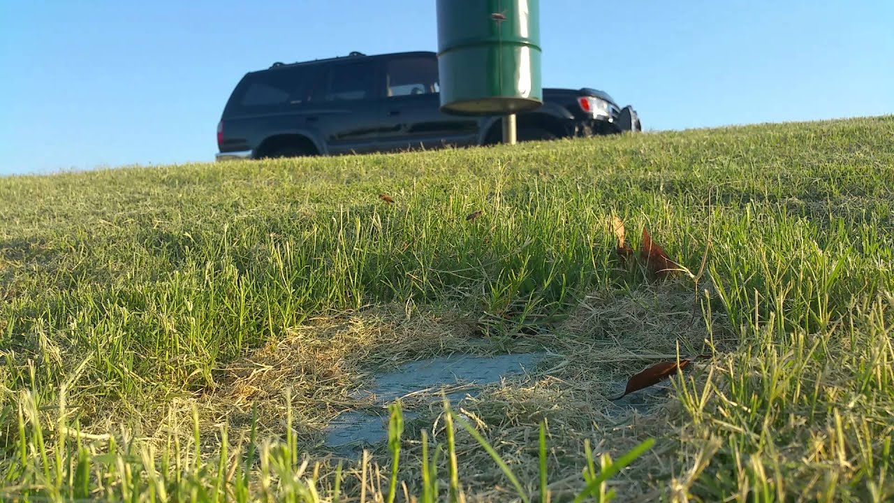 Massive underground bee hive at the park. Explored YouTube