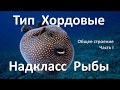 11.2 Рыбы часть I (7 класс) - биология, подготовка к ЕГЭ и ОГЭ 2019