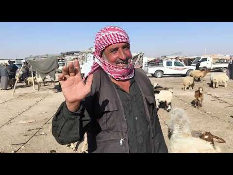 سوق الحداديه يوم الاربعاء 8 10 2025 حركه السوق عند ابو غازي وجميع الدلاله اخوان اشتراك متابعه