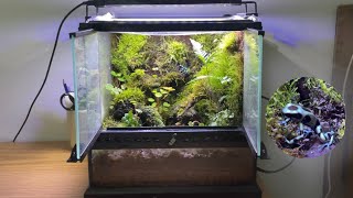 building a bioactive poison dart frog vivarium!~ dendrobates auratus in Exo Terra 12x12x12