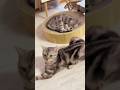 ぼくは今... #shorts #猫 #アメリカンショートヘア