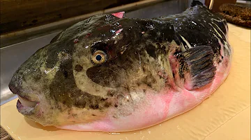 Comment donner à manger au poisson japonais ?