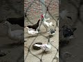 siputih lagi nyawut di panggil sm kawan nya yg emtah di mana,,, bikin geram kadang sma dia,