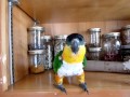 Happy Caique whistling.