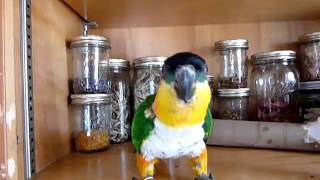 Happy Caique whistling.