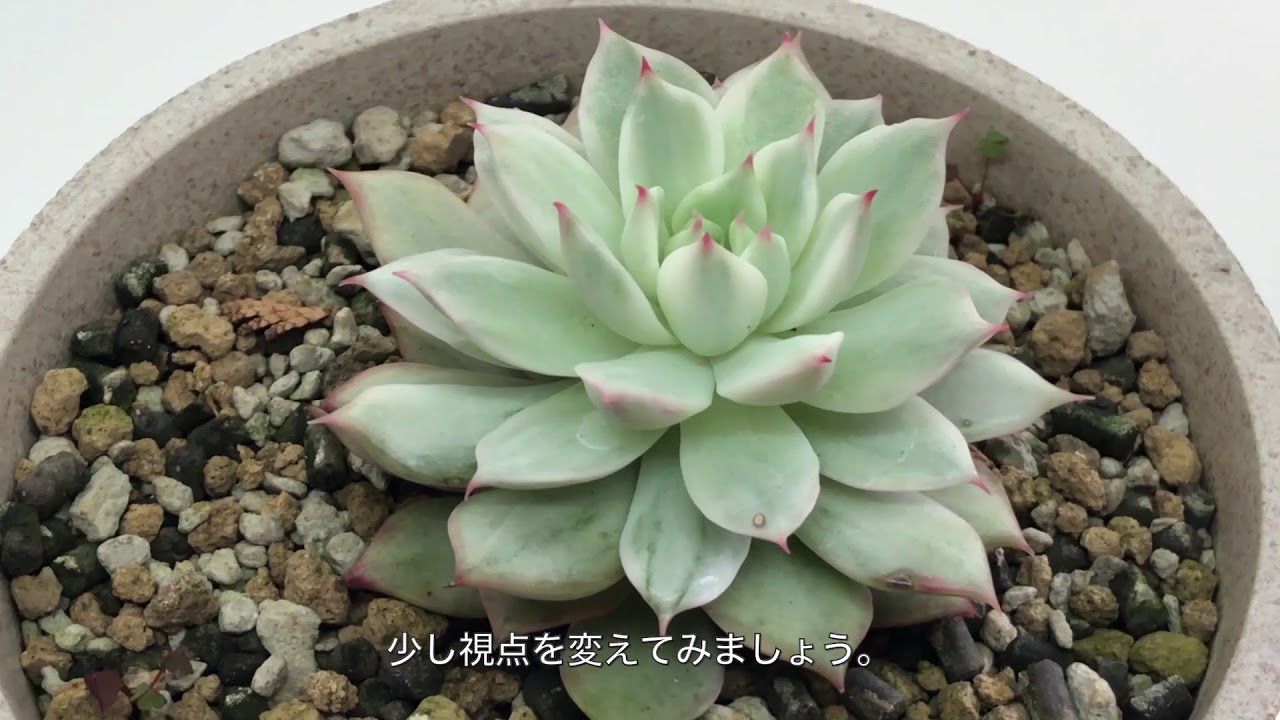 ツメがかわいい ティッピー錦 冬場の白みが強くなった姿が非常にキレイです 斑入り植物の フローラメモ