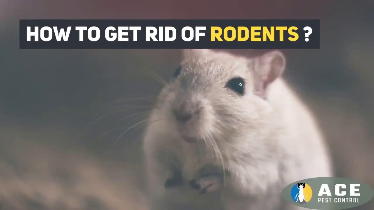 HOW TO GET RID OF RODENTS? ACE PEST CONTROL YouTube
