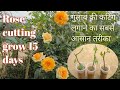 How to grow rose from cuttings best result of rose cutting rose cutting 100 resultsmart farming