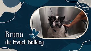 Bringing Out Bruno's Best: French Bulldog Grooming Journey by Zane's Pet Spa 20 views 5 months ago 2 minutes, 8 seconds