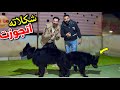 مش مصدق جوّزت شكلاته من ابن عمها من نفس العيله 😍