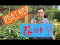西红柿为什么会卷叶 生理性卷叶 病理性卷叶 微量元素的缺失 除草剂漂移 一一为你道来 西红柿为什么会卷叶 生理性卷叶 病理性卷叶 微量元素的缺失 除草剂漂移 一一为你道来