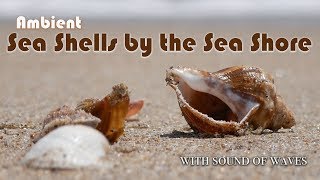 Ambient Sea Shells by the Seashore - with sound of waves - Please Subscribe