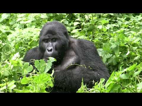 Video: Virunga is een nationaal park in de Democratische Republiek Congo. Beschrijving, planten en dieren. Nationale parken van de Democratische Republiek Congo: lijst