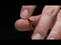 Montage mouche sche  fourmi volante  jmc  mouches de charette