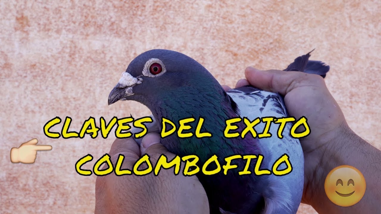 Que significa ver dos palomas juntas