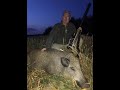 Калининградское сафари. ЧАСТЬ 3. Охота на кабана. Потравы на пшенице. Wild boar hunting.