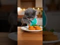 Кіт снідає нагетсом #cat