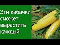 Эти кабачки может вырастить каждый