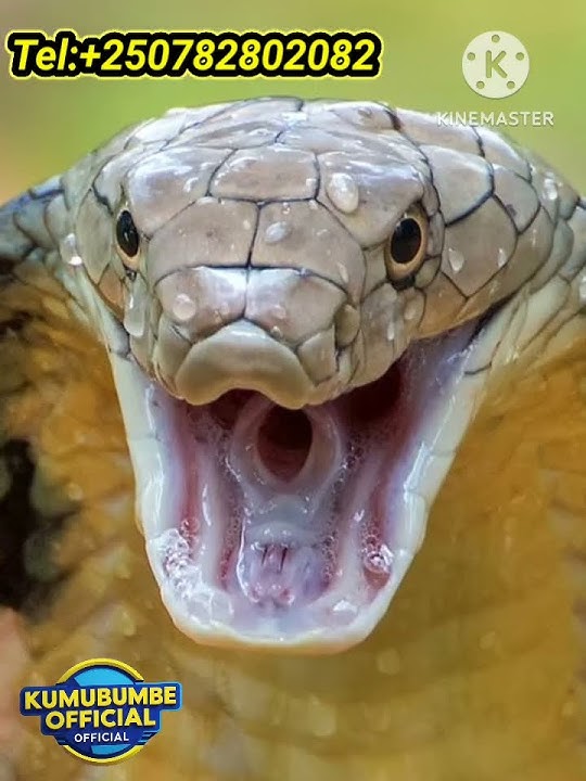 🛑 Look the King Cobra, the world longest Venomous Snakes  #animals