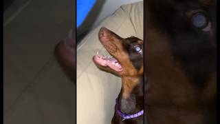 My Baby Piranha imapiranha ocean sea southbeach dobermans girl cutie gaia daughter