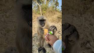 Download Lagu Hungry Monkey’s Funny Reaction 😂🐒 MP3