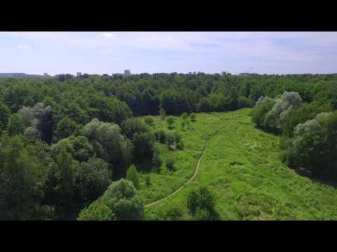 Измайловский лесопарк, Лебедянский пруд 17.07.2016