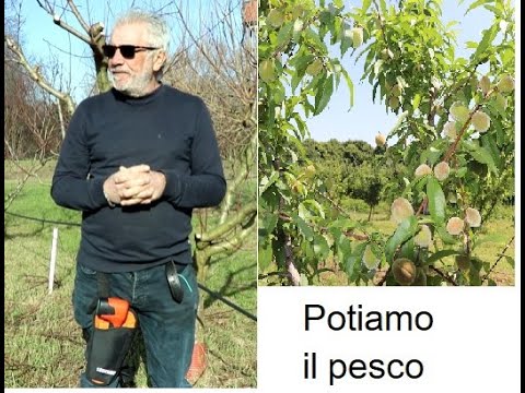 Potiamo il pesco