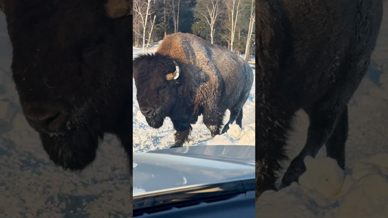El momento más impresionante de nuestro viaje: los bisontes