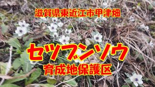 竹生島と東近江市のセツブンソウ群生地と関西最大級のイルミネーションとちょこっと船岡山 21年02月11日 登山 山行記録 ヤマレコ