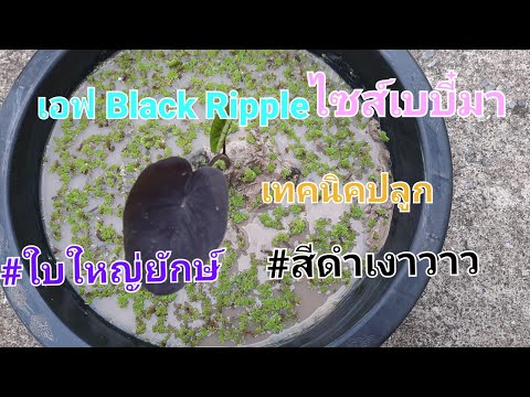 EP.97เทคนิคการปลูกและดูแล Black Ripple ไซส์เบบี๋ ให้#ใบใหญ่#สีดำเงาวาว