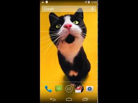 funny-cats-live-wallpaper