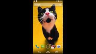 Funny Cats Live Wallpaper screenshot 3