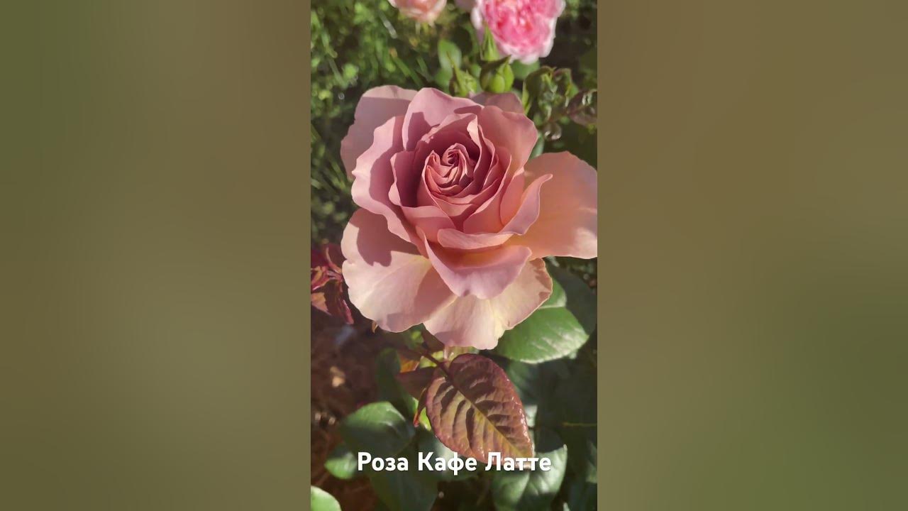 Роза Кафе Латте/ rose Cafe Latte #розарий #садоводство #цветы #розы # ...