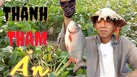 Câu Cá Mương Kiếm Cá Rô Phi Câu Và Cái Kết Giật Toàn Cá Chim Chà Bá Và Cá Rô