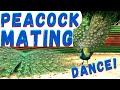 Peacock Mating