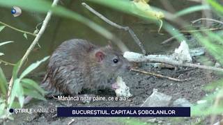 Kanal D News - Bucharest, the capital of rats! | Evening Edition screenshot 2