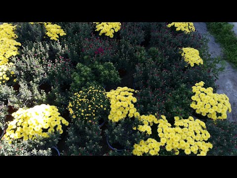 Video: Malopa (55 Fotografii): Diferențe între O Floare și O Lavatera. Plantarea și îngrijirea în Câmp Deschis. Malopa Violet și Cu Trei Incizii, Alte Tipuri. Crescând Din Semințe
