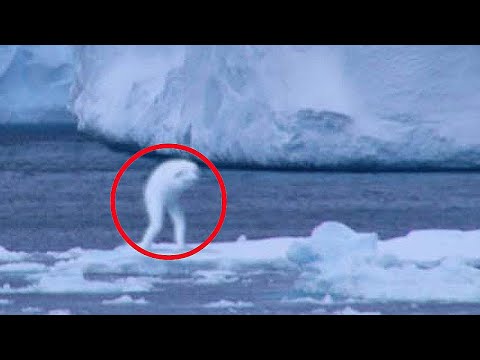 10 Mysterious Creatures Caught on Camera