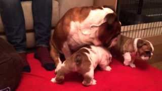 Bulldog puppies play with their dad