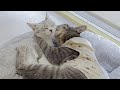 保護した野良猫を溺愛する先住猫……【同居1週間】