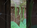 Climbing Romano Beans