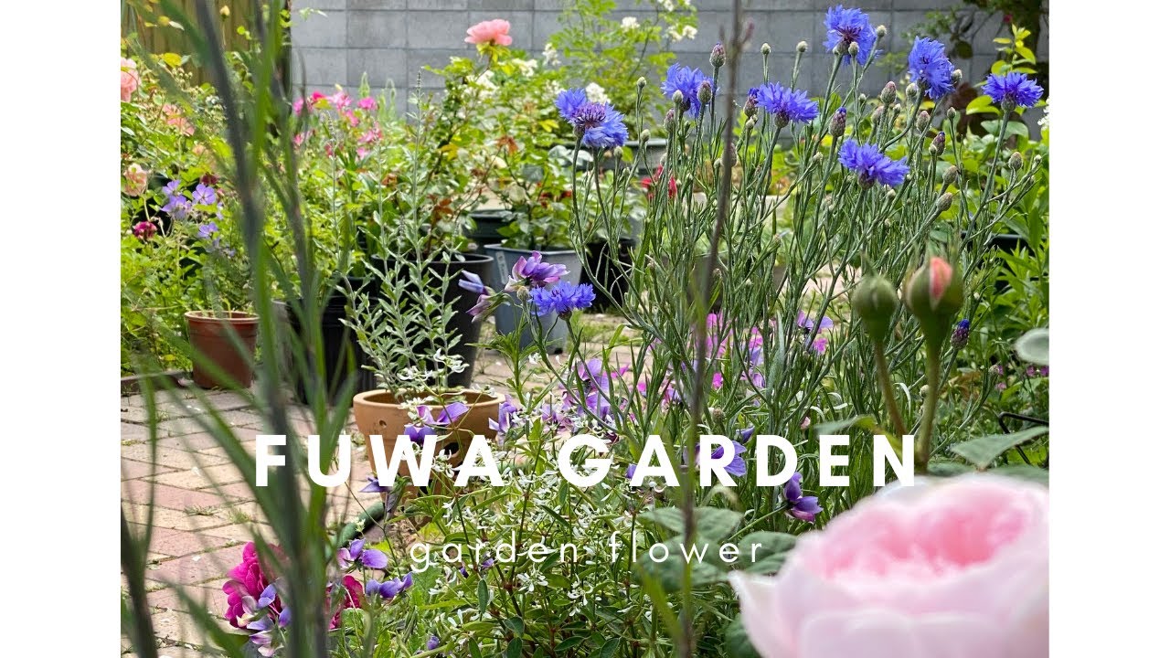 種まきで群生させたい花と大きく育てたい花｜｜｜FUWA Garden