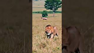 The Fastest Animals On Earth 🐆