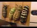 Indra Swallowtail Butterfly Metamorphosis Pupation Time Lapse Documentary V01713