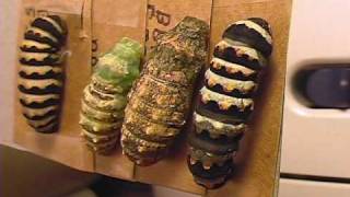 Indra Swallowtail Butterfly Metamorphosis Pupation Time Lapse Documentary V01713