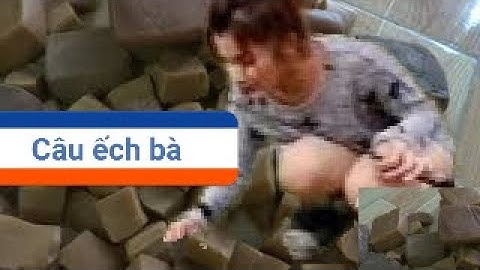 a quỳ - cách trộn mồi câu ếch - tuyệt chiêu cuối - thuốc bắc câu ếch - a quỳ câu ếch