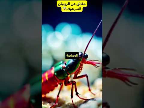 الروبيان السرعوف شورت شورتس 