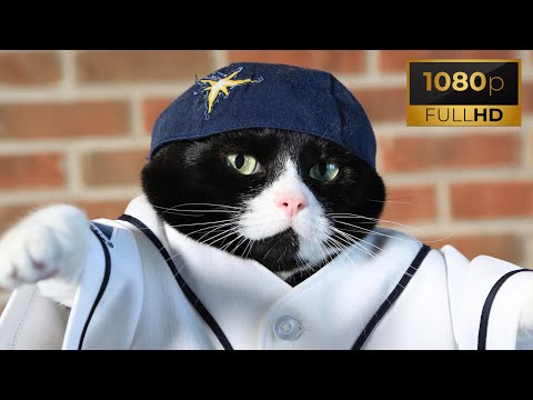 Cem Yılmaz feat Remix Adam Kedimi çaldılar 1080p(30+dakika)