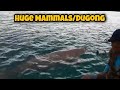 HUGE MARINE MAMMALS ALAGA NG ISANG MATANDANG MANGIGISDA
